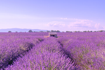Obraz premium Cabane en pierre au milieu des champs de lavande sur le plateau de Valensole dans le Sud de la France