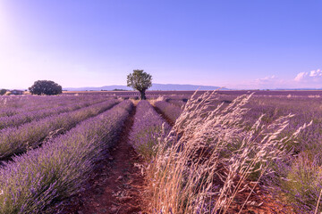 Arbre au milieu d'un champ de lavande sur le plateau de Valensole dans le Sud de la France