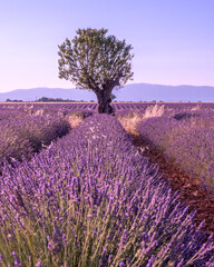 Obraz premium Arbre au milieu d'un champ de lavande sur le plateau de Valensole dans le Sud de la France