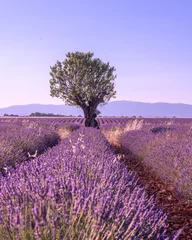 Poster Arbre au milieu d'un champ de lavande sur le plateau de Valensole dans le Sud de la France © Bernard