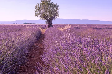 Foto op Canvas Arbre au milieu d'un champ de lavande sur le plateau de Valensole dans le Sud de la France © Bernard