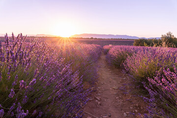 Coucher de soleil, beauté et couleurs sur un champ de lavande sur le plateau de Valensole dans le Sud de la France en été