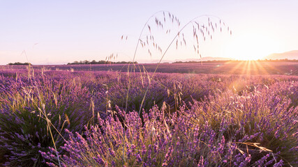 Coucher de soleil, beauté et couleurs sur un champ de lavande sur le plateau de Valensole dans le Sud de la France en été avec de hautes herbes au premier plan © Bernard