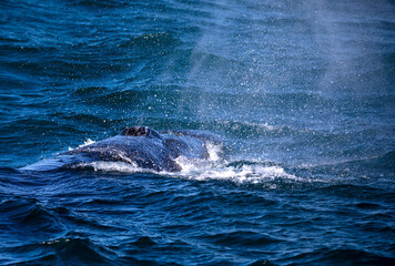 Fototapeta premium Southern whale just breathing after having emerged from the depths of the Atlantic Ocean near the South African town of Hermanus, one of the best places in the world to observe marine animals.