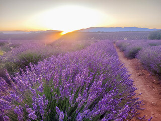 Obraz premium Beauté et couleurs d'un champ de lavande sur le plateau de Valensole dans le Sud de la France en été