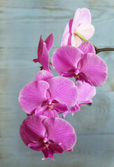 Fototapeta na wymiar Purple-pink orchid Phalaenopsis big lip on a pale blue background, macro photography, selective focus, vertical orientation with space for an inscription