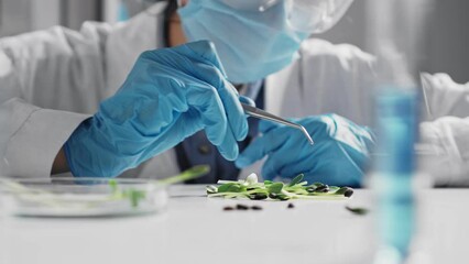 Green plants female hand moves over in scientific laboratory. In foreground is tube, test tube with liquid and petri dish. Biotechnology concept. Young female agronomist doing plant function research
