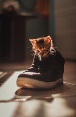 pequeño gatito jugando con un zapato