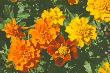 Fototapeta na wymiar bright orange and burgundy marigolds grow on flower bed