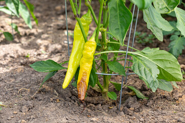 Yellow Banana pepper with brown blossom rot damage in garden. Gardening, home garden, disease and...