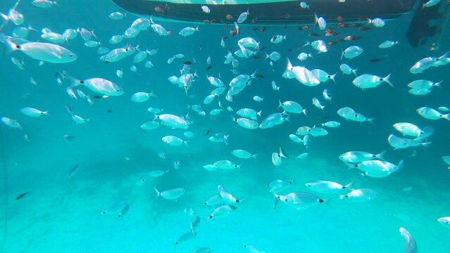 School of saddled seabream (Oblada melanura), also called the saddle bream or oblade below a small boat