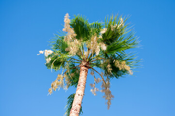 Palm tree against blue sky