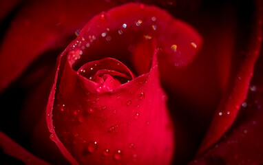 A beautiful sexy red rose covered with many crystal dew drops