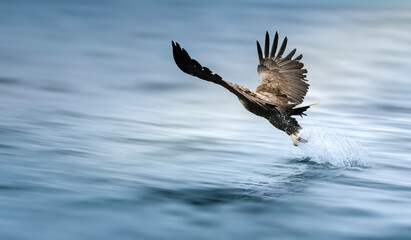 eagle in flight catching a fish.