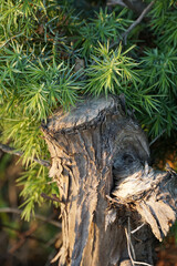 An old tree stump surrounded by the sharp needles of a forest spruce plant
