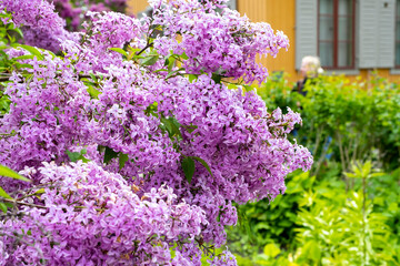 Blooming lilac bush and facade of a yellow wooden house.