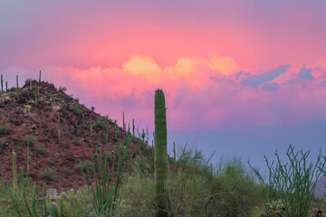 Saguaro cactus against dramatic sunset sky in Arizona USA