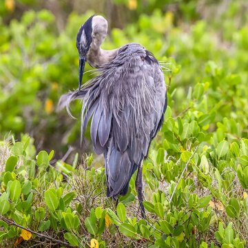 Great blue heron pruning its feathers while standing on a branch in Florida