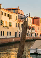 Fototapeta na wymiar seagull on wooden pole by a canal in Venice, Italy and buildings on background