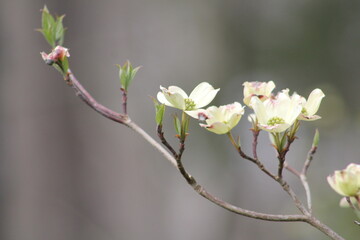 flowering dogwood branch with gray background