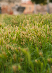 tall green and yellow grass at a park in Italy 