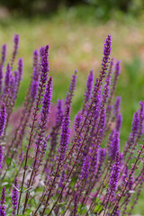 Salvia nemorosa Amethyst close up