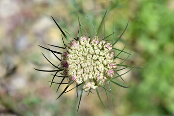Junge Blüte eines Wiesenkerbels
