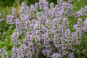 Creeping thyme, or thick- haired thyme, or creeping thyme, or thick-haired thyme ( lat. Thymus serpyllum )