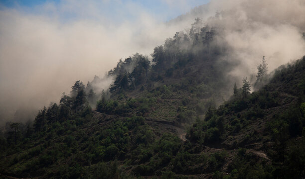  curtain of fog over pine forests © filiz