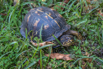 Eastern female box turtle closeup