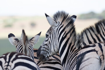 Fototapeta na wymiar A group of common zebras