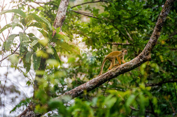 Saimiri, mono caminando junto a un árbol en la selva - Reserva nacional Pacaya Samiria, Peru, Amazonia