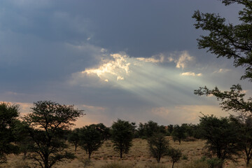 Fototapeta na wymiar Southern African Kalahari 