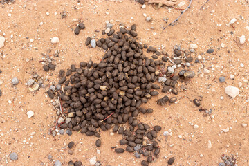 Antelope pellets.  © African Images 