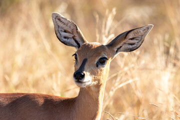 Closeup of female steenbok in the Kruger National Park, southern Africa, species Raphicerus...