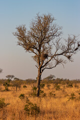 Obraz premium Tree with social weaver birds in the Kalahari in southern Africa