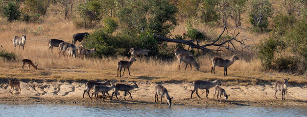 Mixed herd of African game next to the river