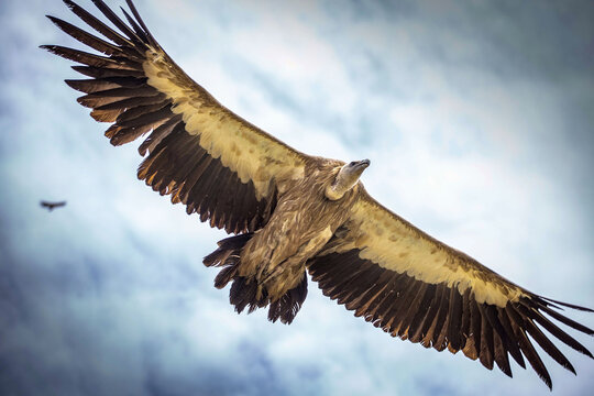vulture around sertar county