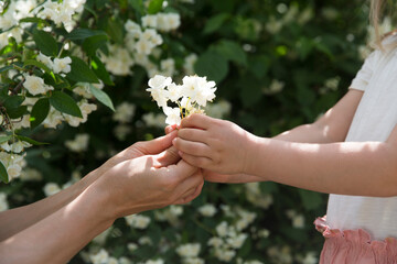 hands mom and child daughter hold jasmine flowers against the background of jasmine bushes in the...