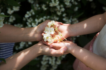 hands mom and child daughter hold jasmine flowers against the background of jasmine bushes in the...