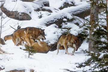 Fototapety na wymiar - Fototapeta24.pl