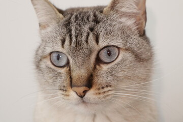 portrait of a cat