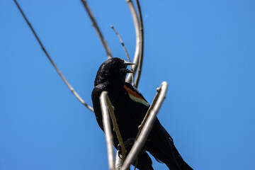 Red Winged Black Bird In Tree Branch - 514840257
