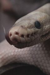 Macro snake