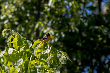 Baltimore Oriole sitting in a tree Branch - 514840401