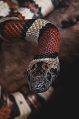 Macro snake