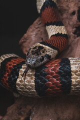 Macro snake