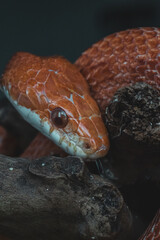 Macro snake