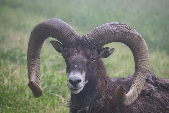 Mufflon im Nebel