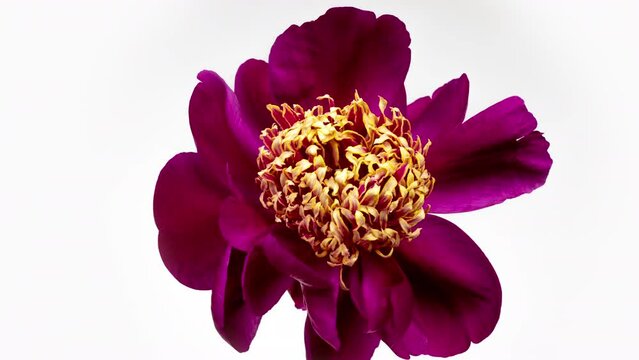 Timelapse of flowering burgundy peony on a white background. Blooming peony Cuckoo's nest flower open, time lapse, closeup. Wedding background, Valentine's day concept. Mother's Day, Holiday, Love